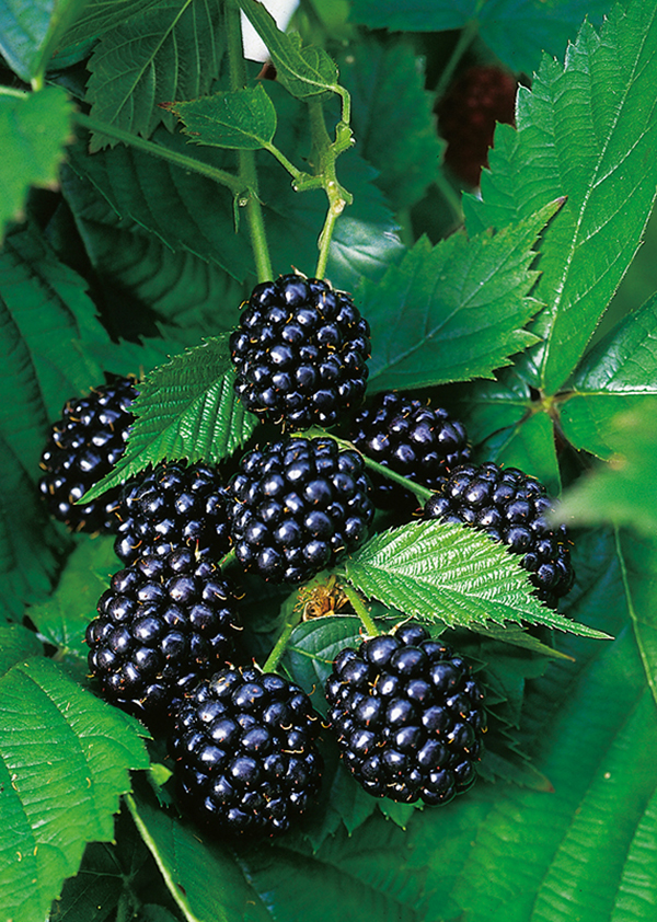 Ежевика кустистая Дирксен Торнлесс купить в Томске